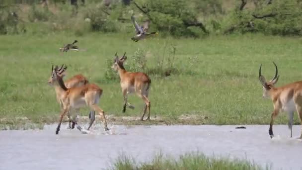 Uma Manada Antílopes Fugindo Reserva Moremi Botsuana — Vídeo de Stock