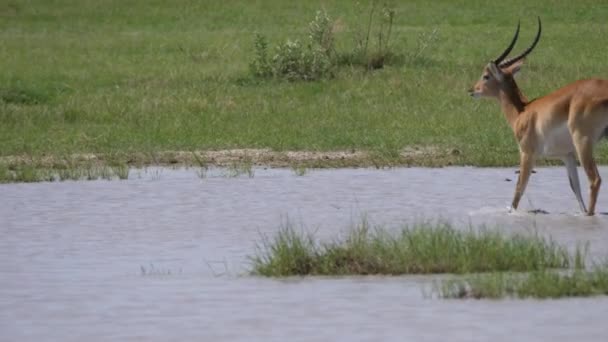 Antelope Prochází Vodou Moremi Game Reserve Botswaně — Stock video