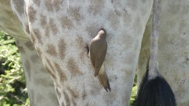 Pájaro Carpintero Pico Amarillo Come Garrapatas Otros Insectos Piel Piel — Vídeos de Stock