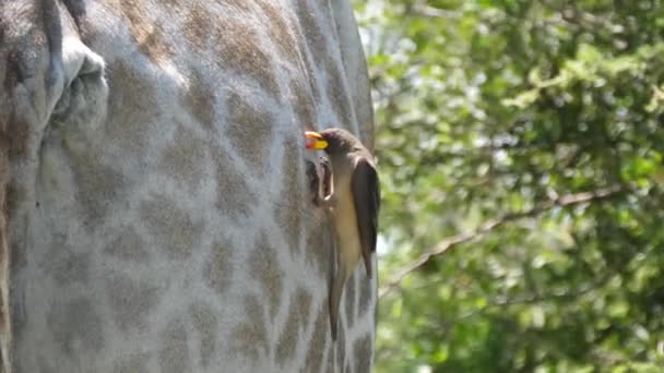 Yellow Billed Oxpecker Eats Ticks Other Insects Fur Skin Giraffe — Stock Video