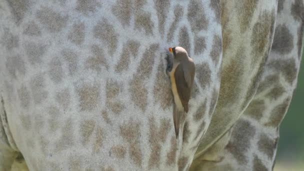 Pájaro Carpintero Pico Amarillo Come Garrapatas Otros Insectos Piel Piel — Vídeo de stock