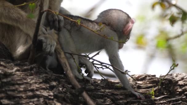 Bebek Vervet Maymunu Kameraya Bakıyor — Stok video