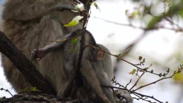 Vervet Macaco Procura Piolhos Seu Jovem Uma Árvore — Vídeo de Stock