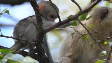 Şirin bebek vervet maymunu bir yaprak tutuyor.