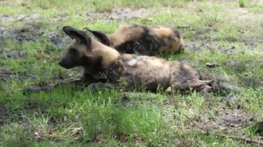İki vahşi Afrika köpeği dinleniyor.