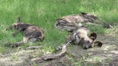 Üç vahşi Afrika köpeği dinleniyor.