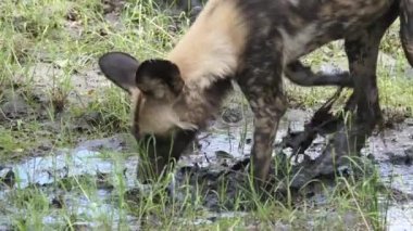 Afrika vahşi köpeği çamur birikintisinde yatıyor.