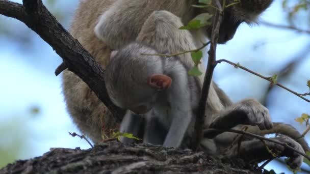 Lindo Bebé Vervet Mono Mamá Árbol — Vídeos de Stock