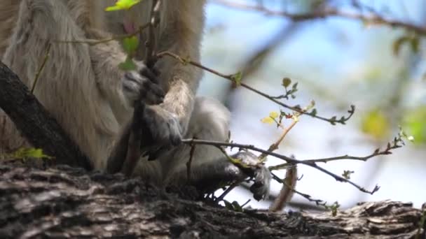 Sevimli Bebek Vervet Maymunu Annesi Ağaçta — Stok video