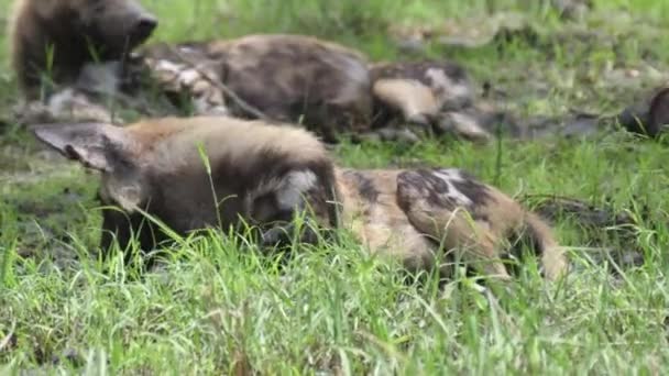 Rudel Afrikanischer Wildhunde Rastet Aus — Stockvideo