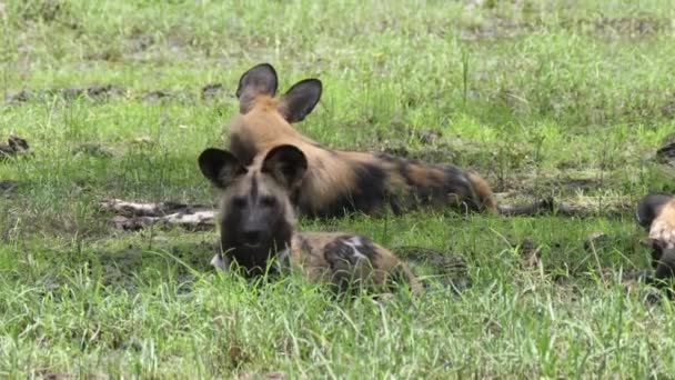 Perro Salvaje Africano Bostezando Mientras Descansa — Vídeo de stock