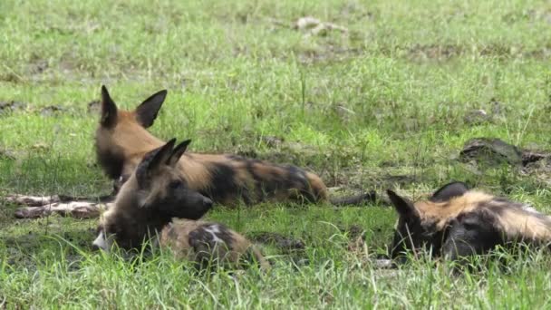 Chien sauvage africain fait place à l'autre à la flaque d'eau