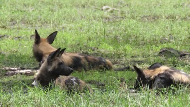 Afrikansk Vildhund Gör Plats För Den Andra Vid Vattenpölen — Stockvideo