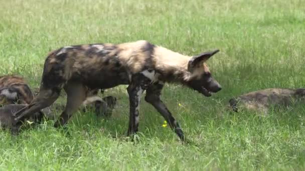 Afrikaanse Wilde Hond Bang Voor Iets Rond Roedel — Stockvideo