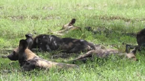 Pacote Cães Selvagens Africanos Descansando — Vídeo de Stock