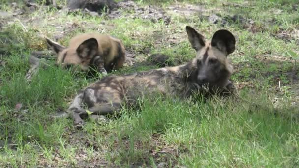 Afrikanischer Wildhund Blickt Die Kamera — Stockvideo