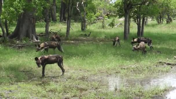 Pakket Afrikaanse Wilde Honden Rond Een Waterplas — Stockvideo