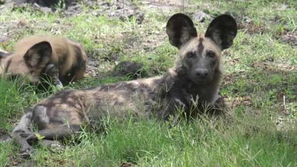 Afrikansk Vildhund Sträcker Sig Och Går Sin Väg — Stockvideo