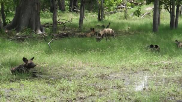 Birikintisinin Etrafında Afrika Vahşi Köpekleri Sürüsü — Stok video