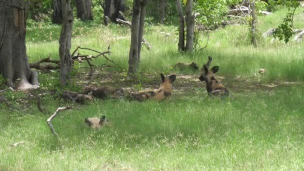 Pack Perros Salvajes Africanos Descansando Bosque — Vídeos de Stock