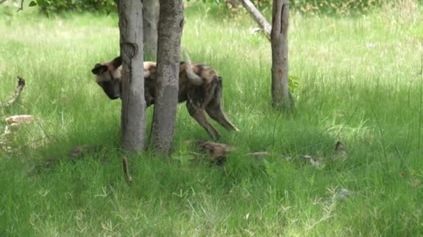 Cão Selvagem Africano Procura Lugar Grupo — Vídeo de Stock