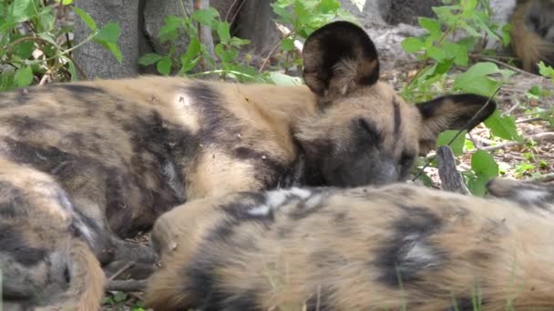 Blisko Dwóch Afrykańskich Dzikich Psów Śpiących — Wideo stockowe