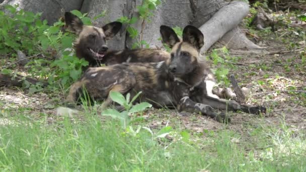 Dos Perros Salvajes Africanos Descansando Alrededor Árbol — Vídeo de stock
