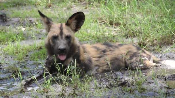 Cão Selvagem Africano Descansando Uma Poça Lama Bocejando — Vídeo de Stock