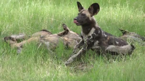 Pacote Cães Selvagens Africanos Campo Grama — Vídeo de Stock