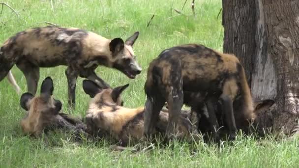 Pacote Cães Selvagens Africanos Torno Uma Árvore — Vídeo de Stock