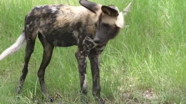 Chien sauvage africain se promenant sur un champ d'herbe