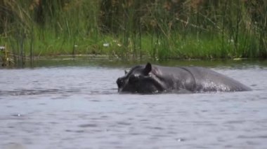 Botswana 'daki Moremi oyun parkında bir gölde iki su aygırı.