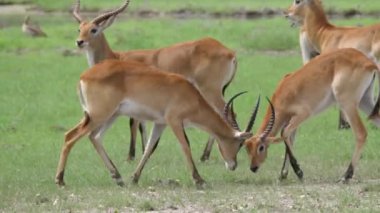 Botswana 'daki Moremi Oyun Rezervi' nde dövüşmek için iki Lechwe boğuşuyor.