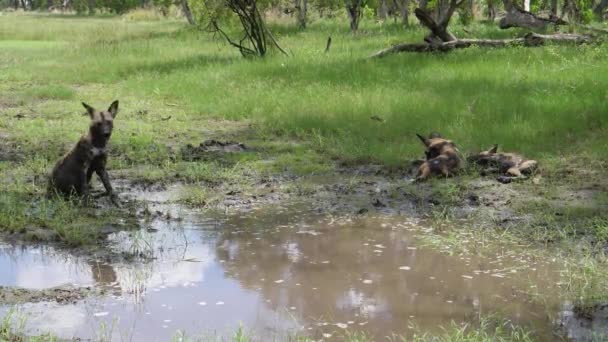 Förpackning Med Afrikanska Vildhundar Runt Lerpöl — Stockvideo