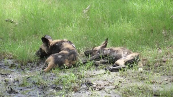 Dois Cães Selvagens Africanos Torno Uma Poça Lama — Vídeo de Stock