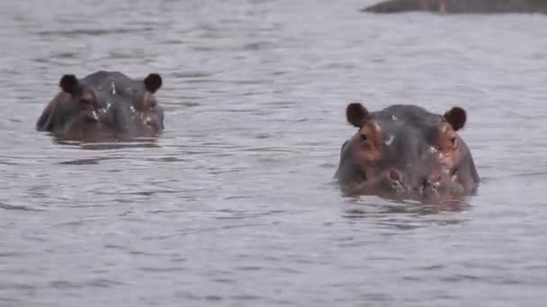 Twee Nijlpaarden Een Meer Bij Moremi Game Reserve Botswana — Stockvideo