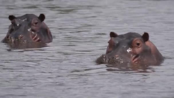 ボツワナのモレミ ゲーム リザーブ湖の水面下に沈む2頭のカバ — ストック動画