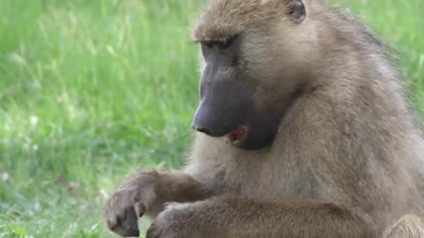 Close Baboon Eating Seeds — Stock Video