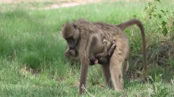 Babian Med Babyätande Frön Gräsplan — Stockvideo