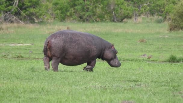 Hippo Marche Sur Champ Herbe Moremi Game Reserve Botswana — Video