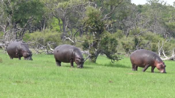 Trois Hippopotames Broutant Sur Champ Herbe — Video