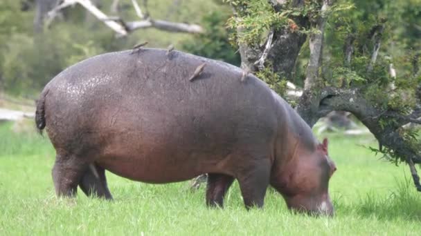 Hipopotam Wypasający Się Żółtodziobami Plecach — Wideo stockowe