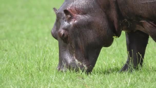 Gros Plan Pâturage Hippopotame — Video