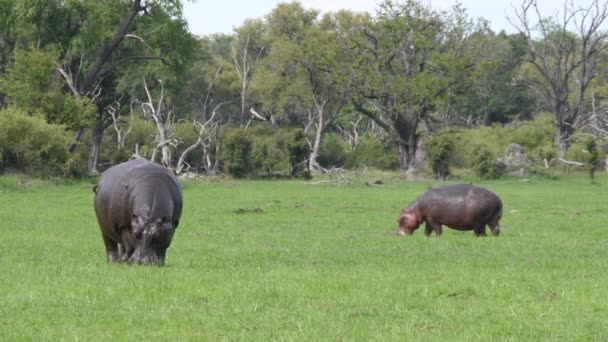 博茨瓦纳莫雷米野生动物保护区 两只河马在草地上吃草 — 图库视频影像