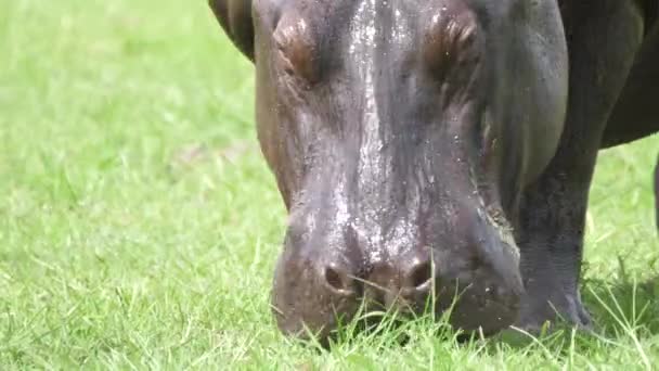 Gros plan d'un pâturage humide Hippo