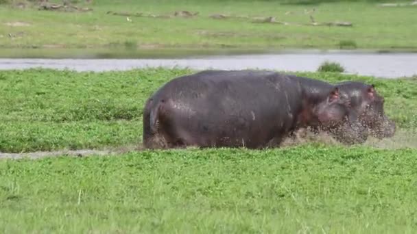 Deux Hippopotames Courent Dans Lac Moremi Game Reserve Botswana — Video