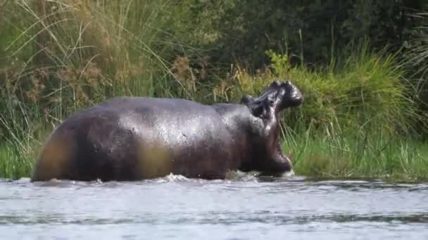 Yawning Hipopótamo Correndo Para Fora Lago Moremi Game Reserve Botsuana — Vídeo de Stock