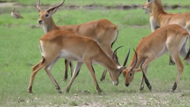 在博茨瓦纳的莫雷米野生动物保护区 两只Lechwe锁定角准备战斗 — 图库视频影像