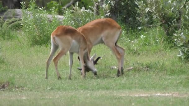 在博茨瓦纳的莫雷米野生动物保护区 两只Lechwe锁定角准备战斗 — 图库视频影像