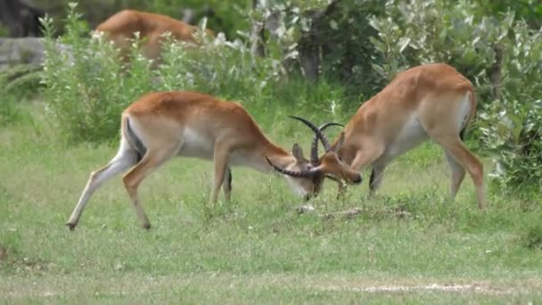 Two Lechwe Locking Horns Moremi Game Reserve Botswana — Stock Video